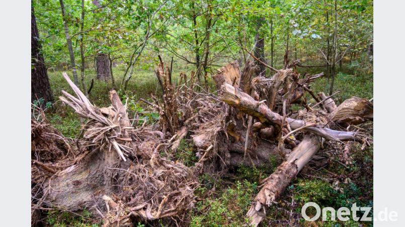 Waldbesitzer Hermann Knietsch ist zu Recht mehr als sauer. Unbekannte benutzen sein Waldstück als Wurzelstockdeponie. Wird der Übeltäter nicht gefunden, bleibt er auf den Entsorgungskosten sitzen. Bild: u