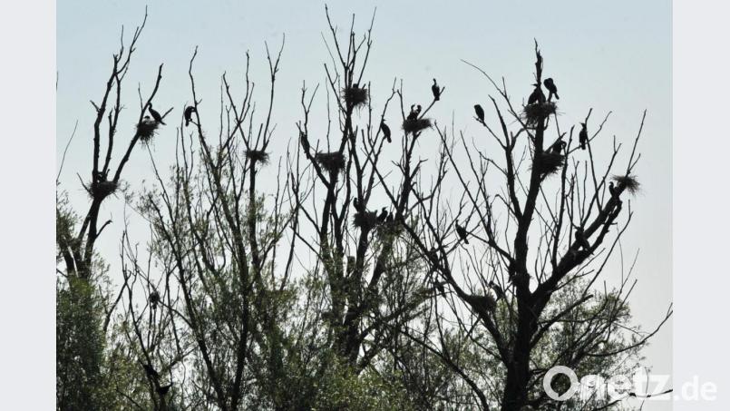 Kormorane sitzen bei Radolfzell (Baden-Württemberg) am Bodensee bei ihren Nestern in Bäumen. Foto: Patrick Seeger/Archivbild Bild: Patrick Seeger