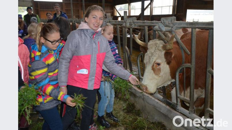 Die Mädchen durften den Kühen auch Futter geben, Berührungsängste gab es keine. Bild: jr