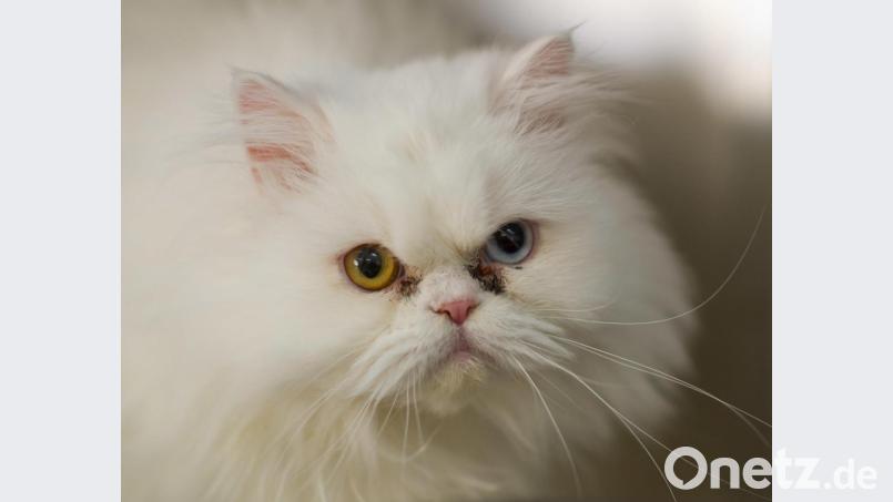 Die Tierärztin kann nicht ausschließen, dass eine weiße Perserkatze vergiftet wurde. Symbolbild: Tim Brakemeier/dpa