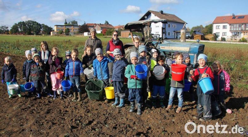 Beim alljährlichen Erdäpfelklauben, so wie man es früher machte, bekommt Bauer Bernhard Stock (hinten links) tatkräftige Unterstützung aus dem Tirschenreuther Katholischen Kinderhaus. Die Idee dazu hatte dessen Leiterin Monika Zeitler (Bildmitte). Bild: wro