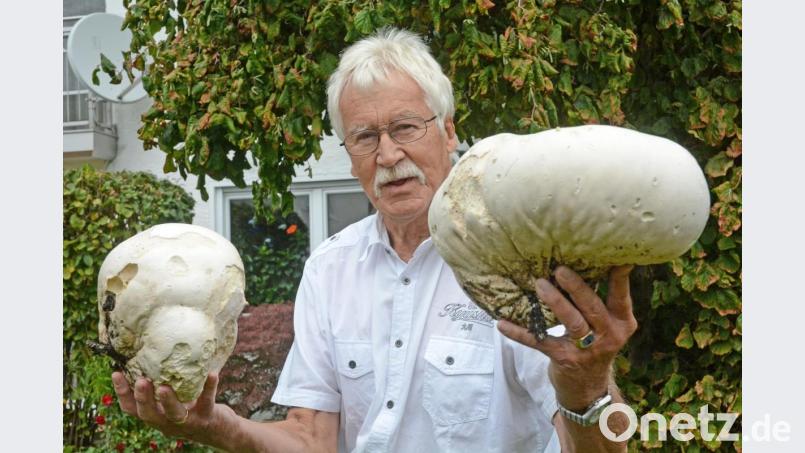 In einer Hand einen Fuß-, in der anderen einen Medizinball? Falsch: Jörg-Christian Huck präsentiert zwei seiner vier Riesenboviste. Alljährlich sprießt der seltene Pilz in seinem Garten im Hammerweg. Bild: Gabi Schönberger