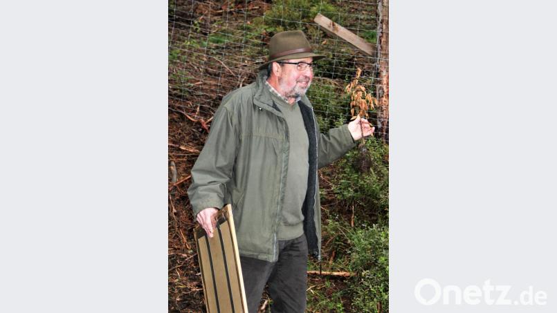 Stadtförster Klaus Ferber berichtete den Forstausschussmitgliedern auch von Schäden durch Trockenheit. Er verdeutlichte dies mit einer verdörrten Neuanpflanzung. Bild: stg