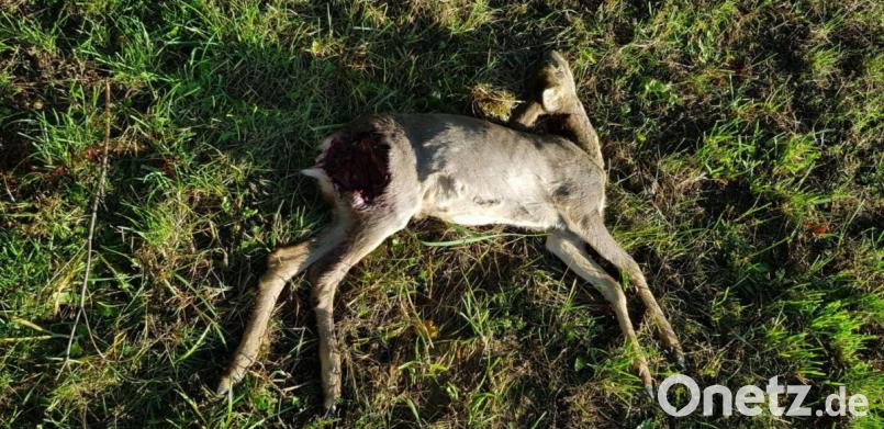 Kein schöner Anblick. Aber Jäger Eckhard Heindl konfrontiert Hundebesitzer ganz bewusst mit diesem Bild aus seinem Revier – weil es zeigt, was ihr Vierbeiner anrichten kann, wenn er frei herumläuft. Bild: Eckhard Heindl
