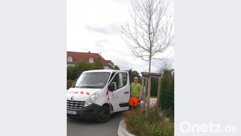 Stadtgärtner Florian Frank sieht regelmäßig bei den sogenannten Klimabäumen nach dem Rechten. Dennoch kann es vorkommen, dass diese kümmern oder sogar eingehen. Bild: cvl