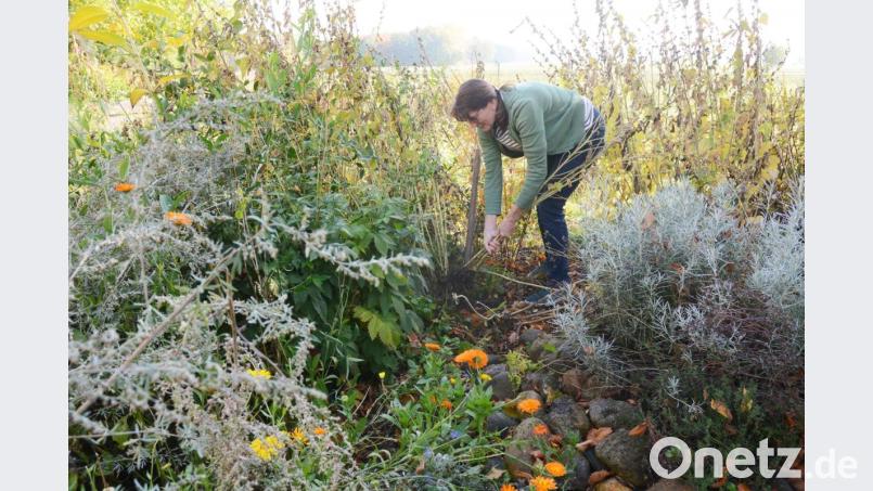 Jutta Bundscherer muss fest am Eibisch ziehen, um an die Wurzeln zu kommen. Bild: Gabi Schönberger