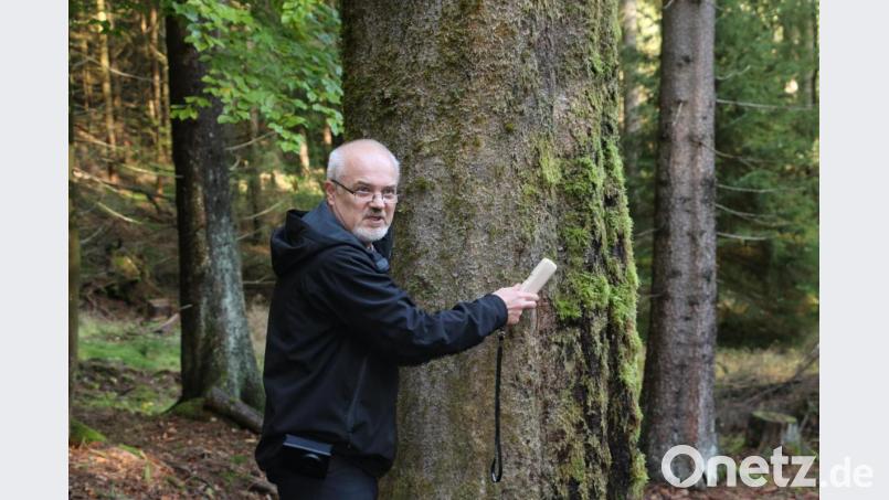 Auch Schätzaufgaben mussten bei der Wanderung gelöst werden. &quot;Wie alt ist dieser Baum?&quot;, fragte der Vorsitzende des Vereins VLAB, Johannes Bradtka, die Wanderer. Bild: bsc