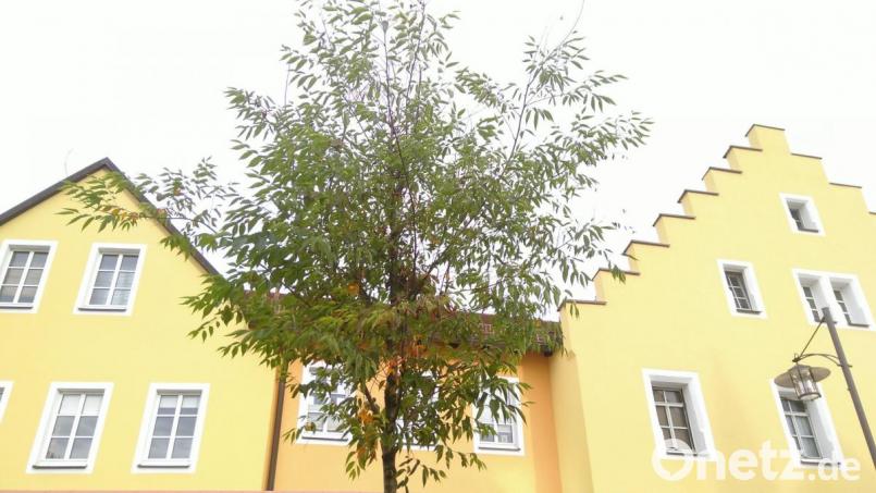 Die Zukunftsbäume prägen auch zunehmend das Erscheinungsbild Kemnaths. Bild: cvl