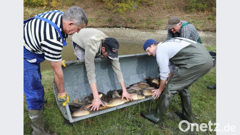 Nur die großen Karpfen kommen in die Pfanne. Anton Zenger (links), in diesem Jahr Chef über den Teich, passt auf. Bild: GERHARD GOETZ