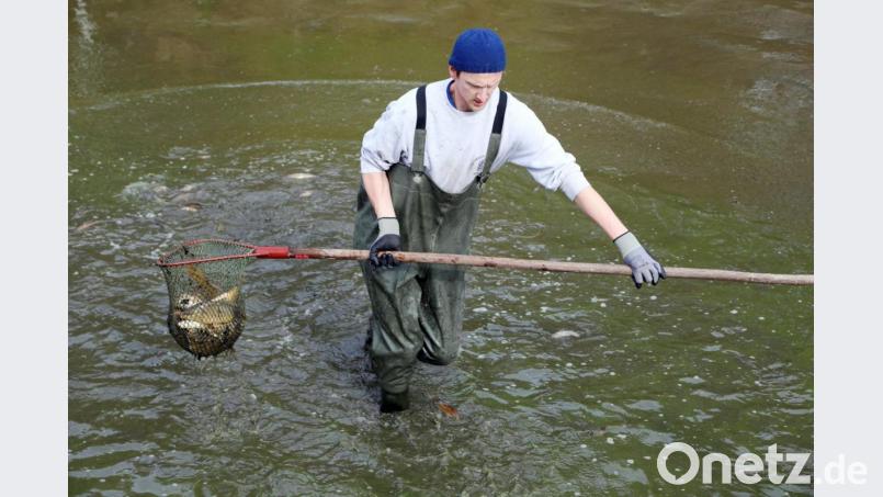 Im knietiefen Wasser wird der Kescher schnell voll. Bild: GERHARD GOETZ