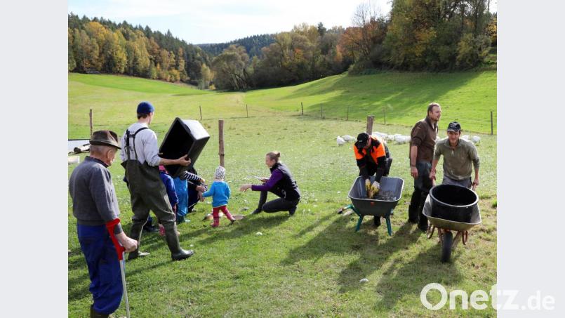 Kurze Wege: Gleich nach der Verteilung werden die Karpfen in der mit Wasser gefüllten Schubkarre zur Fischgrube der Höfe transportiert. Bild: GERHARD GOETZ