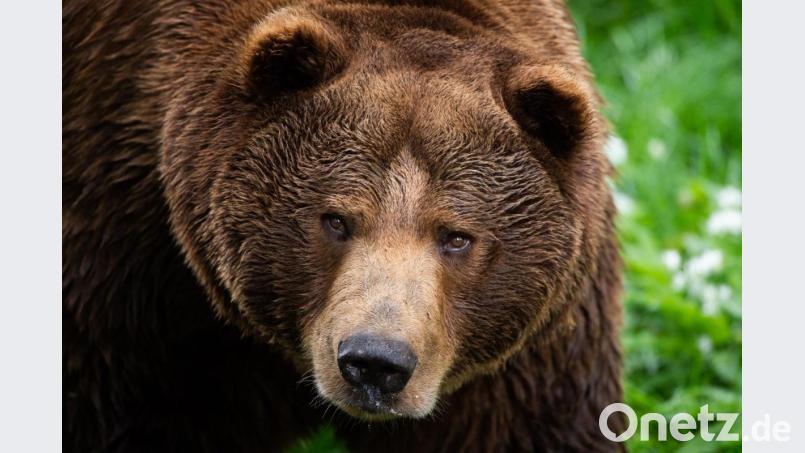 Ein Braunbär. Foto: Christophe Gateau/dpa/Archivbild Bild: Christophe Gateau
