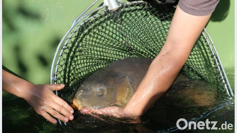 Auch ein Prachtexemplar verfing sich im Netz . Der Spiegelkarpfen im Bottich ist 10 bis 15 Jahre alt, wiegt 11 Kilogramm und wird für die weitere Fischzucht als Laichfisch eingesetzt. Bild: ohr
