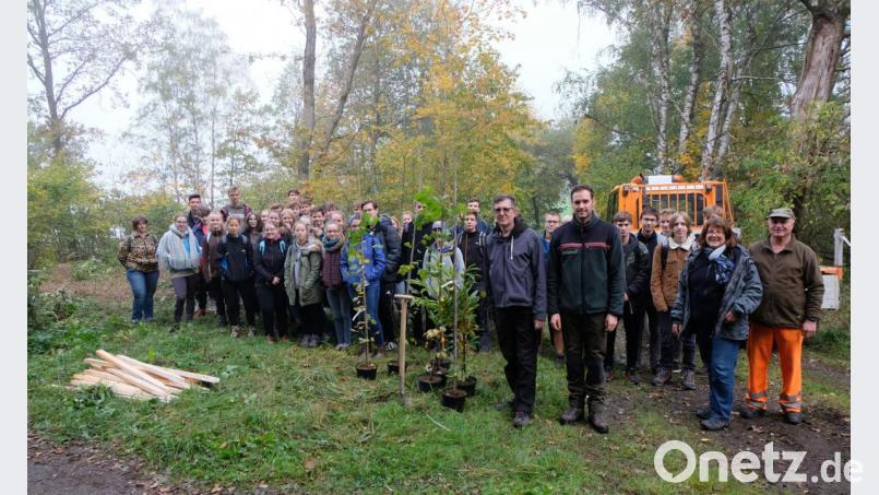 Beispielhafte Pflegearbeiten leisten unter Anleitung von Diplombiologin Mathilde Müllern und Forstamtmann Sebastian Höller die Neustädter Gymnasiasten in der gemeindlichen Waldabteilung &quot;Kriegsturm&quot; an der Straße zwischen Pauschendorf und Boxdorf. Bild: le