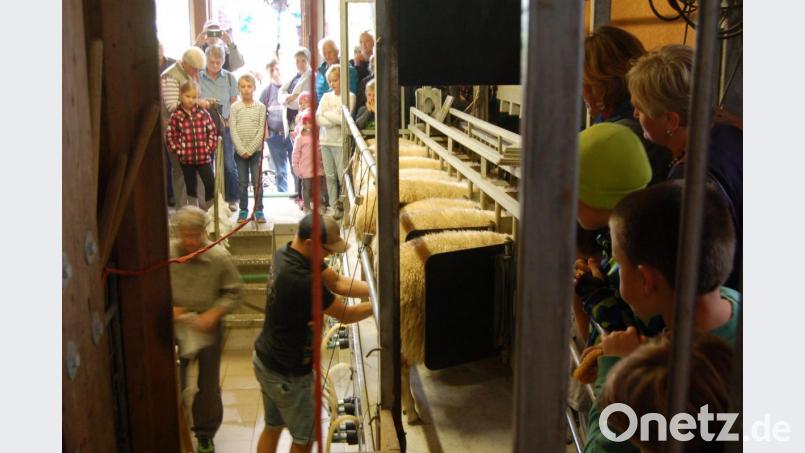 Erika und Simon Ertel zeigten beim Hoffest wie die Milchschafe gemolken werden. Hier standen die Menschen dicht gedrängt, um zuschauen zu können. Bild: Barbara Ströll, Öko-Modellregion