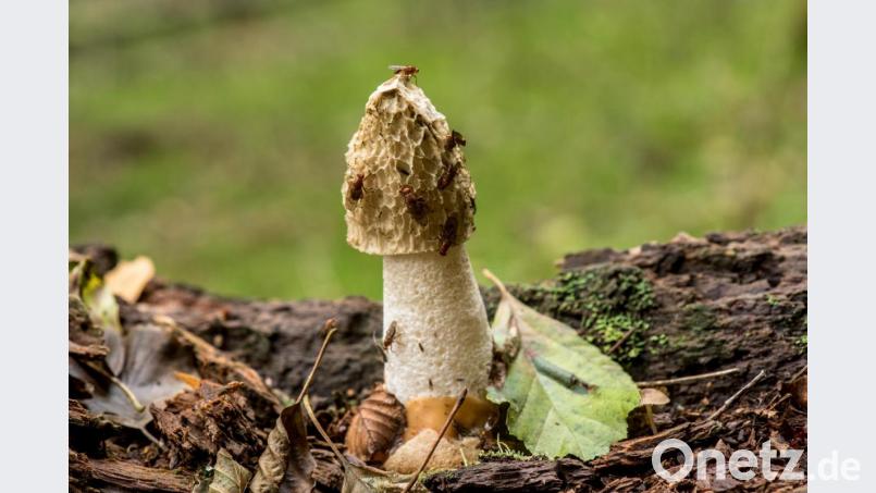 Der Pilz des Jahres 2020 kommt auch in der Region vor. Diese Stinkmorchel-Aufnahme entstand in der Nähe von Siegritz im Steinwald. Bild: sds