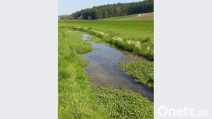 Wo der Ammerbach noch Wasser führt, ist vielfach alles von Pflanzen überwuchert. Bild: Peter Neubauer