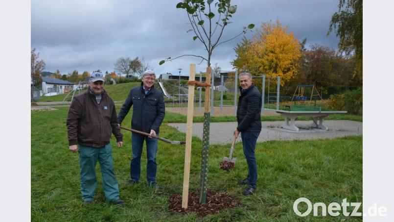 Drei Obstbäume „Roter Boskoop“ wurden jetzt in der Obststreuwiese beim Fit&Fun-Park gepflanzt. Das Amt für Ernährung, Landwirtschaft und Forsten hat die drei Bäume zur Verfügung gestellt, die jetzt von der Stadtgärtnerei betreut werden. Bei der Pflanzaktion mit dabei waren (von links) Stadtgärtner Willi Kilian, Amtsleiter Wolfgang Wenisch und Bürgermeister Roland Grillmeier. Bild: jr