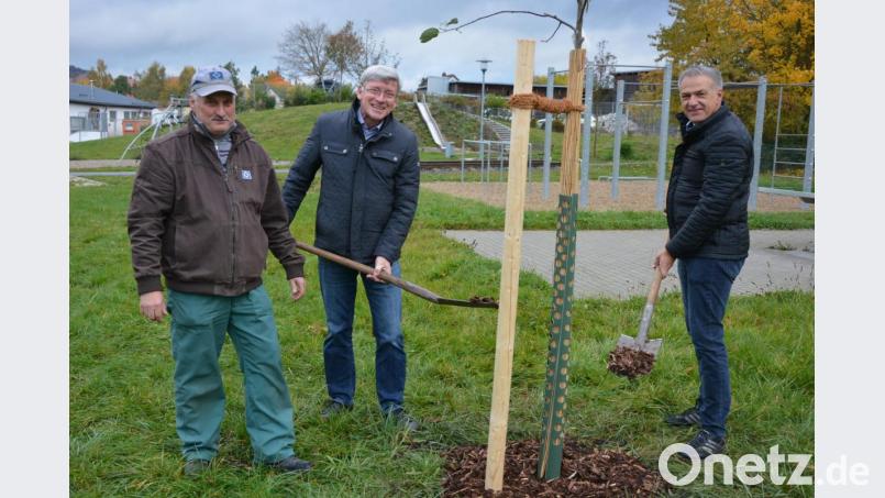 Drei Obstbäume „Roter Boskoop“ wurden jetzt in der Obststreuwiese beim Fit&Fun-Park gepflanzt. Das Amt für Ernährung, Landwirtschaft und Forsten hat die drei Bäume zur Verfügung gestellt, die jetzt von der Stadtgärtnerei betreut werden. Bei der Pflanzaktion mit dabei waren (von links) Stadtgärtner Willi Kilian, Amtsleiter Wolfgang Wenisch und Bürgermeister Roland Grillmeier. Bild: jr