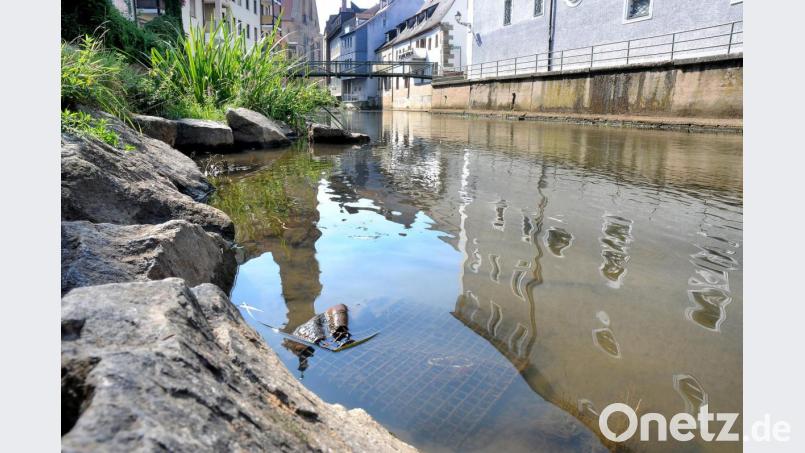 Auch 2018 sah die Vils in Amberg nach der langen Trockenheit nicht besser aus als 2019. Bild: Stephan Huber