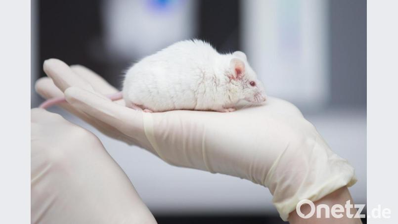 Eine wissenschaftliche Mitarbeiterin hat eine Maus in der Hand. Foto: Friso Gentsch/dpa Bild: Friso Gentsch