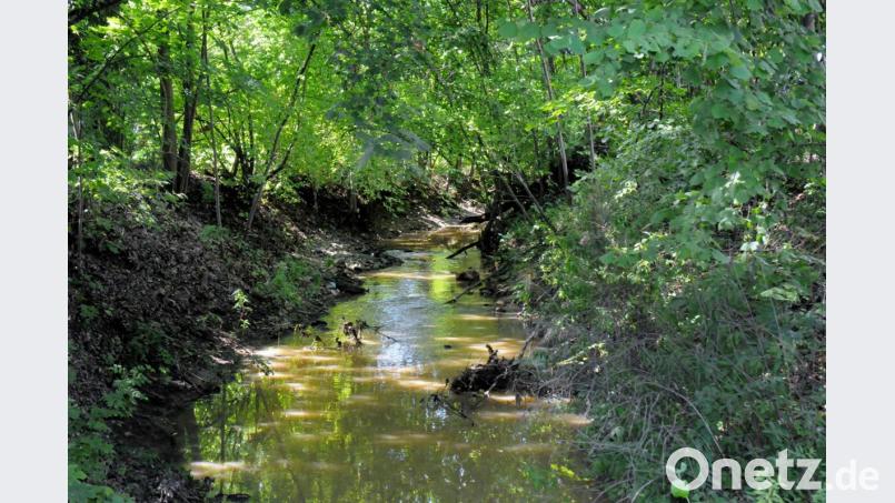 Der Ammerbach in Höhe der Wingershofer Straße in Amberg: Im Sommer nur mehr ein ganz schwaches Bächlein. Gelegentlich fließt hier auch gar nichts mehr in die Vils. Bild: Stephan Huber