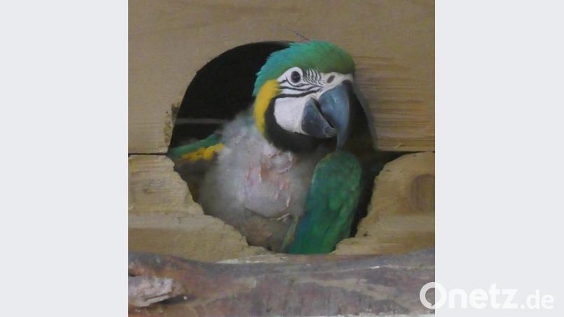 Der Mutige wagt sich nach vorne. Bild: Vogl