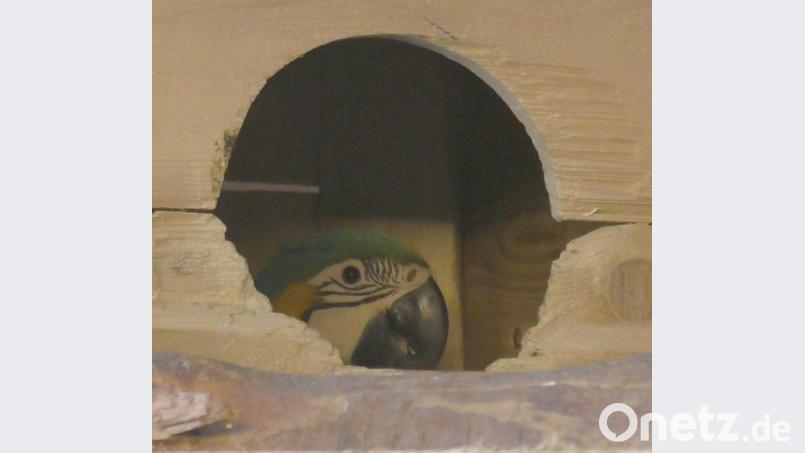 Ein Auge riskieren. Bild: Vogl