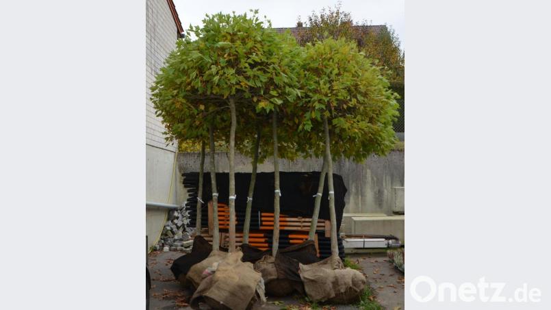 Auf dem Gelände des städtischen Bauhofs warten bereits die Platanen, die der Friedrichstraße ein anderes Bild geben werden. Bild: dob