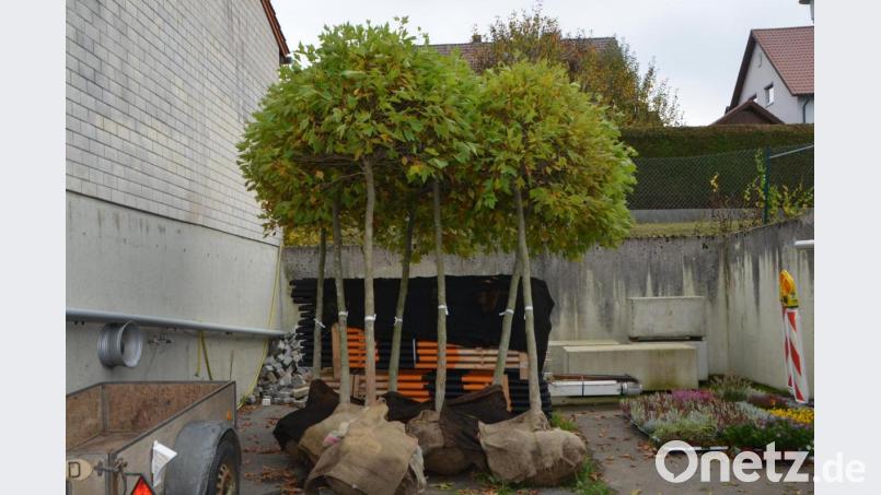 Auf dem Gelände des städtischen Bauhofs warten bereits die Platanen, die der Friedrichstraße ein anderes Bild geben werden. Bild: dob