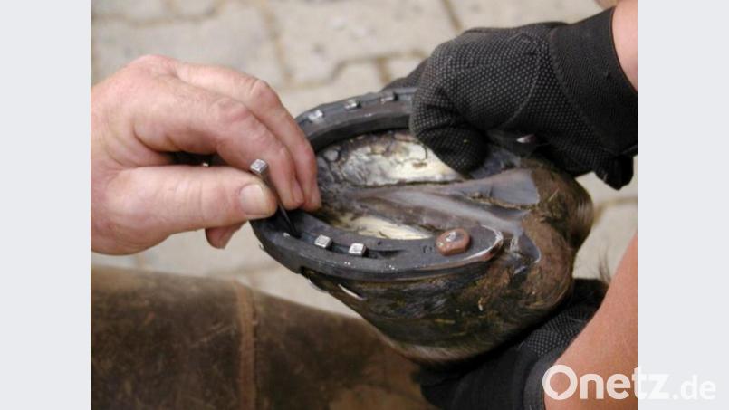 Ein Pferd beim Beschlagen der Hufe. Ein solcher traf jetzt eine 36-Jährige im Gesicht. Symbolbild: Petra Hartl