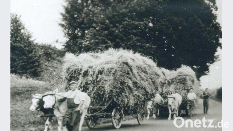 Rinder waren früher nicht nur Milchlieferanten, sie wurden auch als Zug- und Arbeitstiere eingesetzt. Unser Bild aus der Mitte des vergangenen Jahrhunderts zeigt die Familie Zeitler beim Einbringen der Ernte. Repro: ü