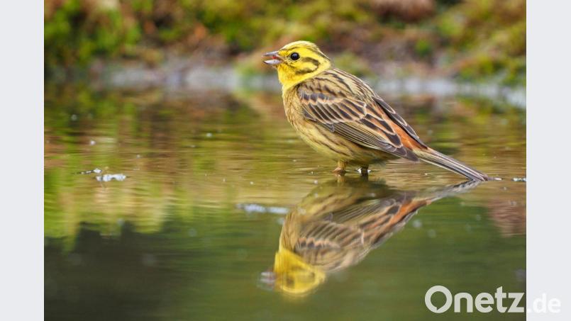 Eine Goldammer im Spiegelbild! Bild: exb/Georg Birner