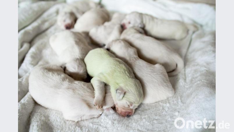 In einem Wurf weißer Golden-Retriever-Welpen ist in Nordrhein-Westfalen ein mintgrüner Baby-Hund zur Welt gekommen. Bild: Marcel Kusch