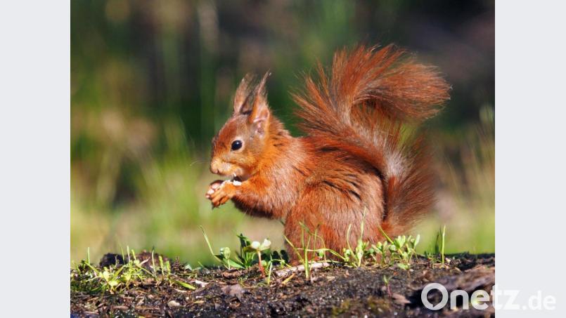 Ein pfiffiger Kerl kommt Georg Birner bei dessen Exkursion nach Lemele vor die Linse. Bild: exb/Georg Birner