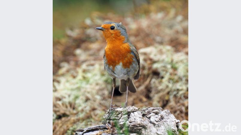 Das Rotkehlchen - ein zierlicher Piepmatz der mit Farbenpracht begeistert. Bild: exb/Georg Birner