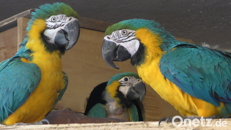 Noch sind die Küken schüchtern. Das mutigere Tier (im Hintergrund) lugt aber bereits hin und wieder nach draußen - gut beschützt von seinen Eltern. Bild: Vogl