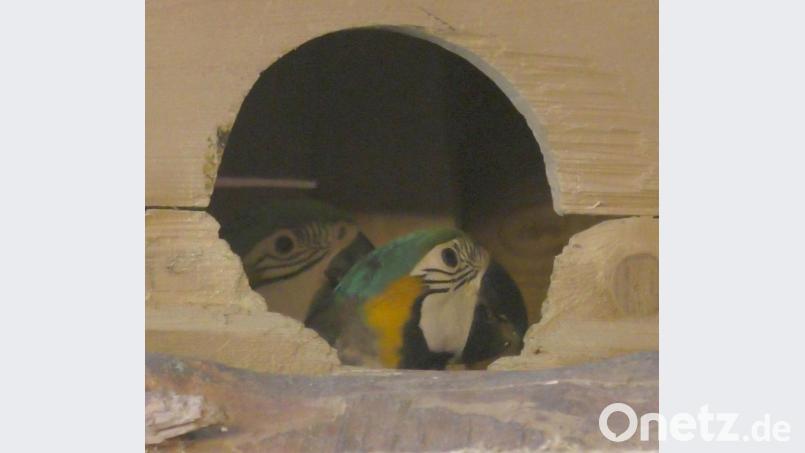 Zu zweit sieht man mehr. Bild: Vogl