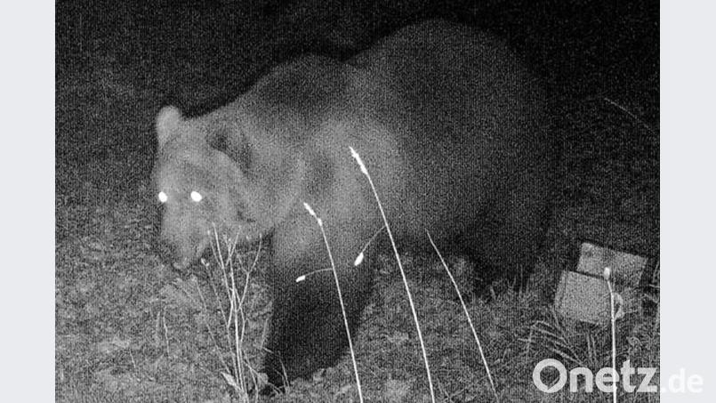 Das Foto einer Wildtierkamera im Landkreis Garmisch-Partenkirchen zeigt einen Braunbären. Foto: -/Bayerisches Landesamt für Umwelt/dpa Bild: -