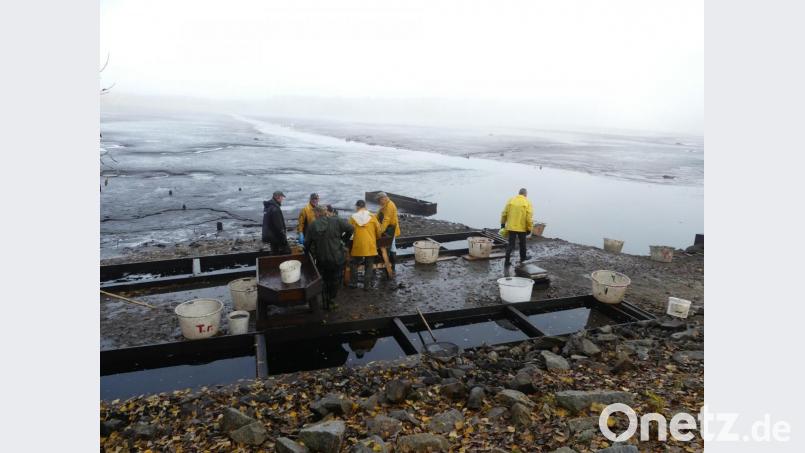 Auf ruhige Wasseroberfläche, leere Fischwannen und hungrige Reiher blickten die Zuschauer beim Abfischen des Obersees. Bild: rn