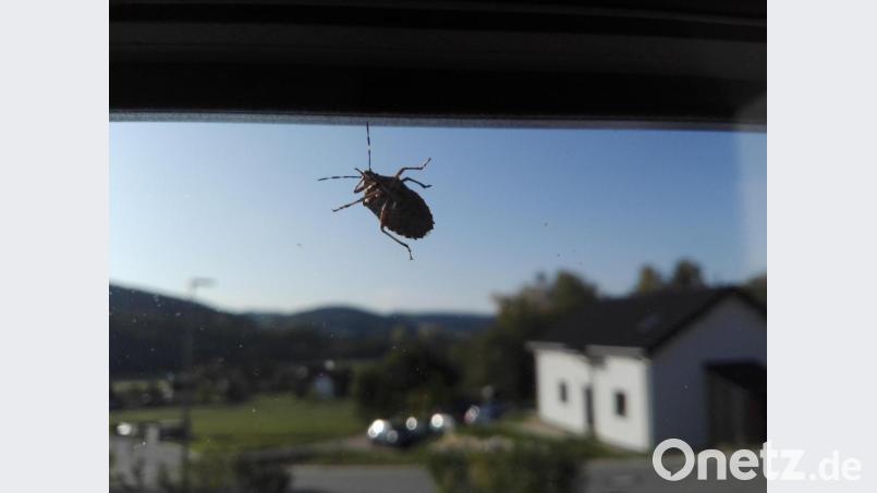 Die Stinkwanzen lieben das aktuelle sonnige Herbstwetter und sammeln sich vermehrt an Hauswänden, in Fenster- und Türrahmen und auf Terrassen. Bild: Stephanie Hladik