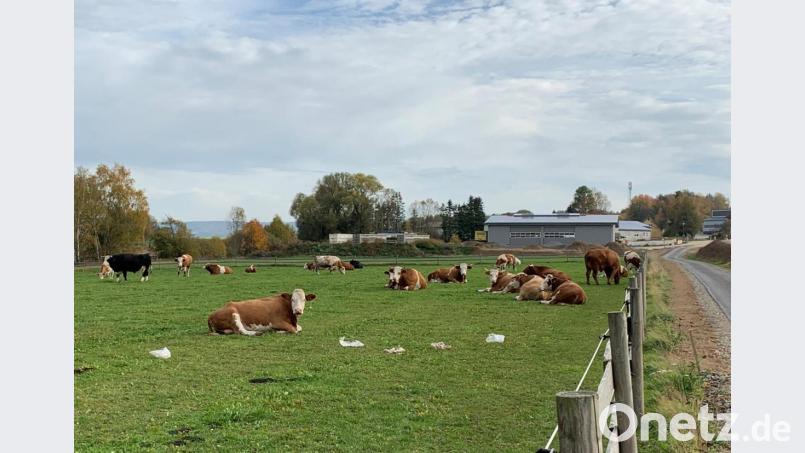 Die sattgefressenen Kühe scheint das Plastik momentan nicht zu interessieren. Bild: gz