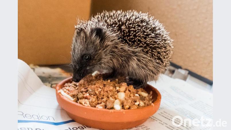 Ein kleiner Igel frisst im Wohnzimmer von Ingeborg Bauermeister. Foto: Daniel Bockwoldt/dpa Bild: Daniel Bockwoldt
