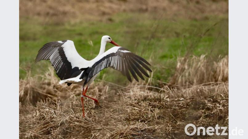 Eine imposante Erscheinung ist der Pressather Storch auch am Boden. Immer öfter bleiben Störche in der Oberpfalz auch den Winter über. Bild: idu