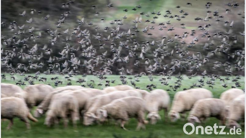 Schafe auf einer Weide. Symbolbild: Frank Rumpenhorst