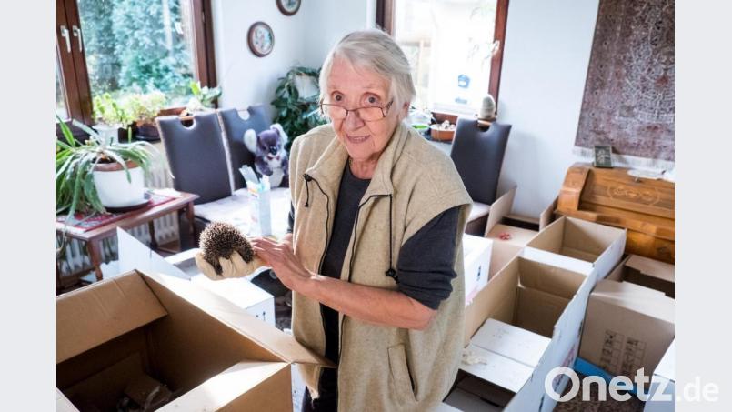 Seit 20 Jahren kümmert sich die Rentnerin um Igel. Foto: Daniel Bockwoldt/dpa Bild: Daniel Bockwoldt