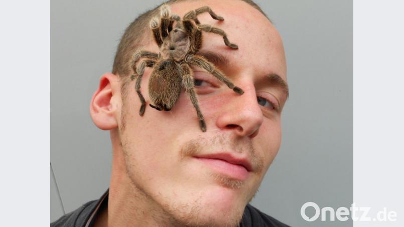 Eine Spinne im Gesicht ist für viele ein Grund, schreiend wegzulaufen. Die Ausstellung in der Max-Reger-Halle kann helfen, Ängste abzubauen. Bild: exb