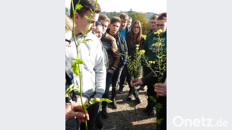 Die Schüler der Berufsschule Neunburg lernten verschiedene Sorten von Senf als Alternative für den Zwischenfruchtanbau kennen. Bild: Hirsch