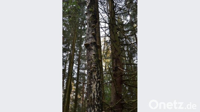 Auf Baum Nummer 17 wachsen schon Pilze. Bild: Anne Wiesnet