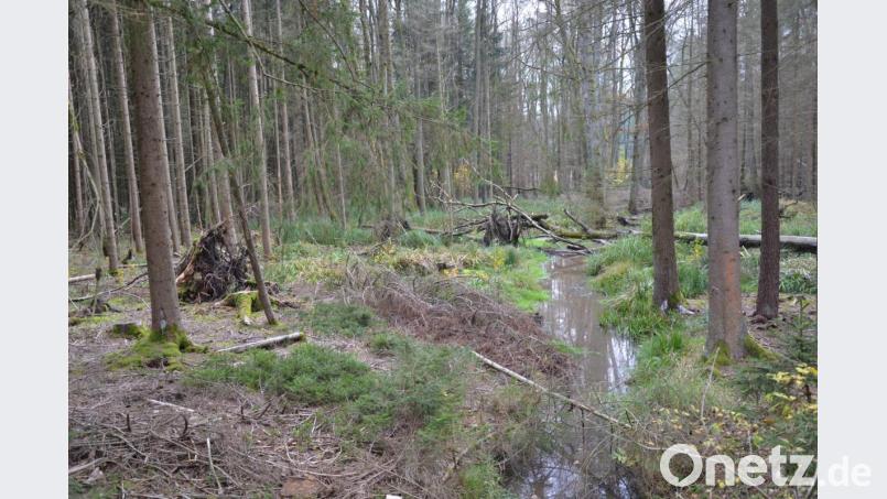 Spaziergänger regen sich oft über die "Unordnung" im Eschenbacher Stadtwald auf. Doch das ist Absicht, erklärt Revierförster Martin Gottsche. Bild: Anne Wiesnet